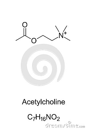 Acetylcholine molecule, skeletal formula Vector Illustration