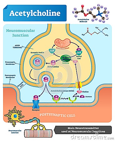 Acetylcholine vector illustration. Labeled scheme with neurotransmitter. Vector Illustration