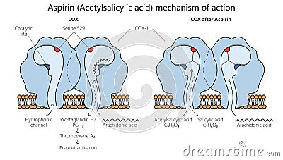 acetylsalicylic acid action diagram medical scienc Vector Illustration