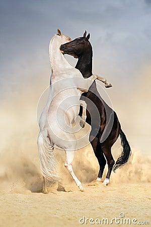 Achal-teke horse fight Stock Photo