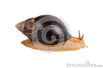 Achatina snail isolated on white background. side view Stock Photo