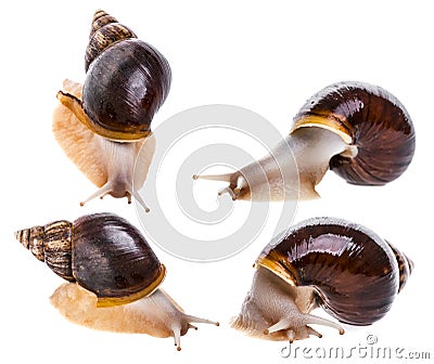Achatina snail Stock Photo