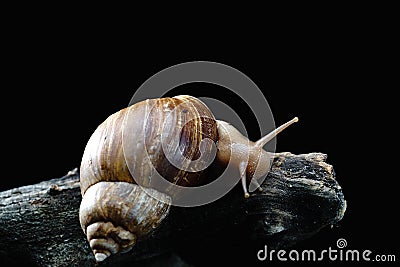 Achatina snail walking over driftwood Stock Photo