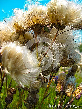 Achene A Thistle In The Rays Of The Sun. Little Wonder Of Nature Stock Photo