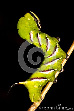 Acherontia atropos caterpillar Stock Photo