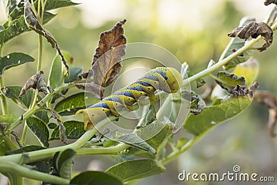 Acherontia Atropos Caterpillar Stock Photo