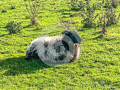 Wild sheep on common ground Achill Island, County Mayo Stock Photo