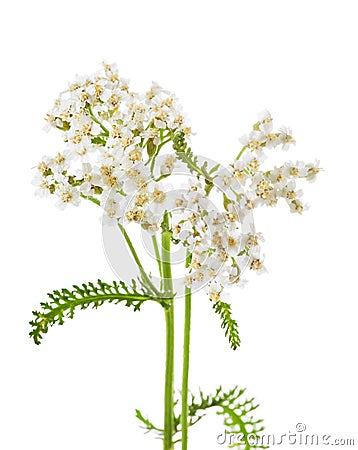 Achillea millefolium L., milfoil Stock Photo