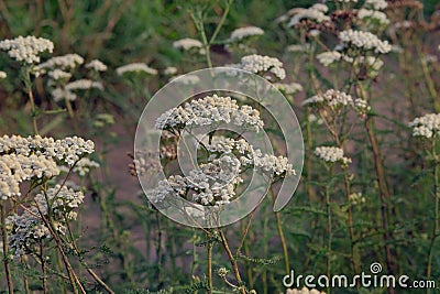 Achillea millefolium. Yarrow common. Flowers of a medicinal plant. Raw materials for the medical industry Stock Photo