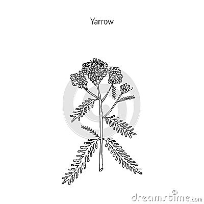 Achillea millefolium or Yarrow, medicinal plant Vector Illustration