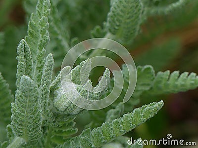 Native North American plant, Yarrow, in bud, in the garden, getting ready to bloom Stock Photo