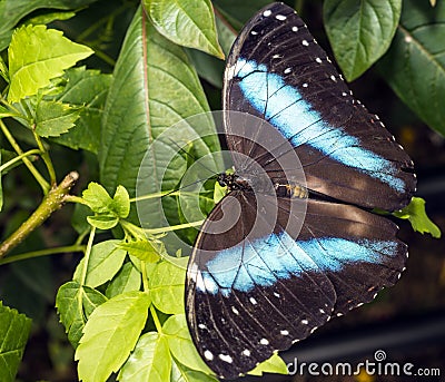 Achilles Morpho, Blue-banded Morpho butterfly Stock Photo