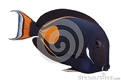 Achilles Tang isolated on white Stock Photo