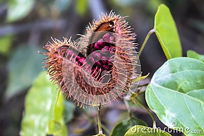 Achiote Bixa orellana is a large shrub or small tree produces spiny red fruits popularly called urucum` Stock Photo