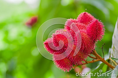 Achiote plant or Annatto plant seeds from these spiny red pods are used for flavoring and natural color, also used for Stock Photo