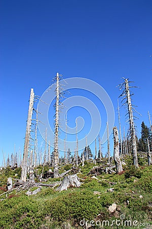 Acid rain effect Stock Photo