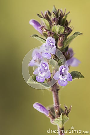 Acinos alpinus flower of the family Labiatae of soft purple or pink color Stock Photo