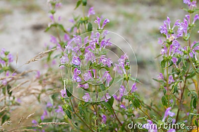 Acinos arvensis, basil thyme, spring savory flowers macro selective focus Stock Photo