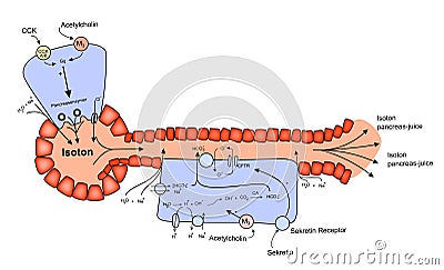 Acinus and Ductus GI System cells Isoton Sekretin Receptor anatomy and physiology vector illustration Vector Illustration