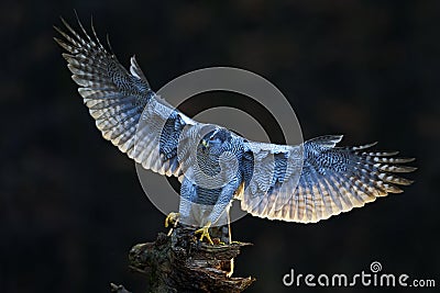 Aciton wildlife scene from forest, with bird. Goshawk, flying bird of prey with open wings with evening sun back light, nature for Stock Photo