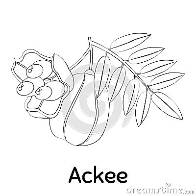 Ackee Fruit. Vector Illustration EPS. Vector Illustration