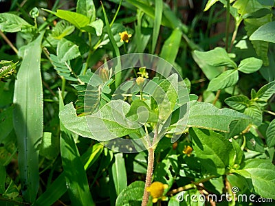 Acmella oleracea toothache plant, paracress, Sichuan buttons, buzz buttons, ting flowers, electric daisy with natural background Stock Photo