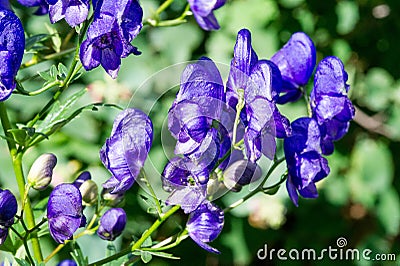 Aconitum, commonly known as aconite, monasticism, wolf wolf, leopard curse, mouse, female curse, devil`s helmet, queen of poisons Stock Photo