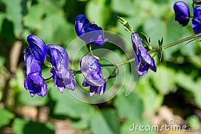Aconitum, commonly known as aconite, monasticism, wolf wolf, leopard curse, mouse, female curse, devil`s helmet, queen of poisons Stock Photo