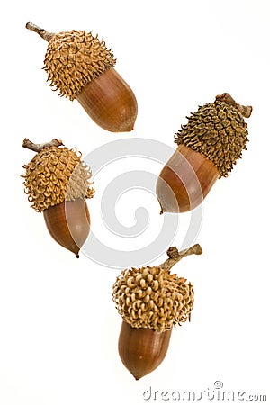 Acorn Stock Photo