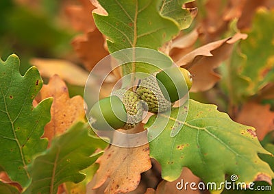 Acorn on the autumn branch Stock Photo