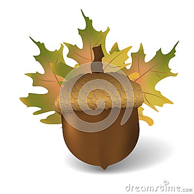 Acorn with autumn leafs. Realistic vector Vector Illustration