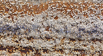 Acorn barnacles attached to hull of rowboat Stock Photo