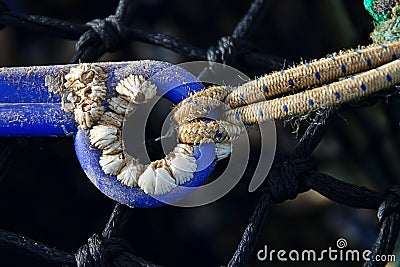 Acorn Barnacles Stock Photo