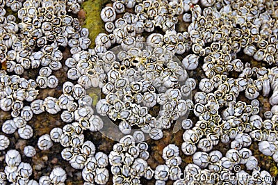 Acorn barnacles colony closeup on the seashore Stock Photo