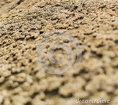 Acorn barnacles Stock Photo