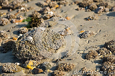 Acorn barnacles on a large stone from close Stock Photo