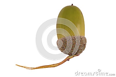 Acorn in Cup Stock Photo