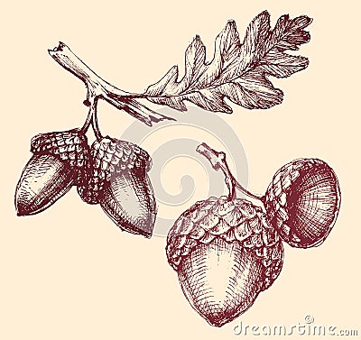 Acorn isolated hand drawing Vector Illustration