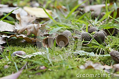 Acorn shells lying in moss Stock Photo