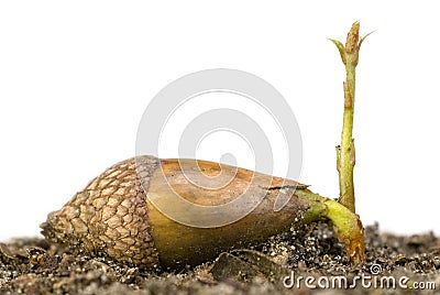 Acorn sprouting Stock Photo