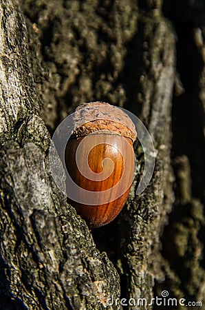 Acorn to oak bark Stock Photo