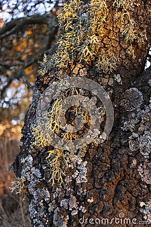 Acorn tree bark, holm oak, with moss in Spain Stock Photo