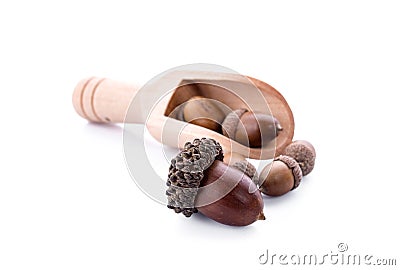 Acorns on a white background Stock Photo