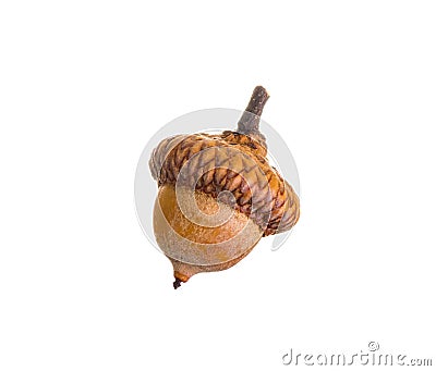acorn clipart ice age acorn clipart ice age