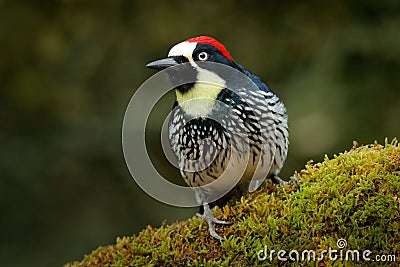 Acorn Woodpecker, Melanerpes formicivorus. Beautiful bird sitting on the green mossy branch in habitat, Costa Rica. Birdwatching Stock Photo