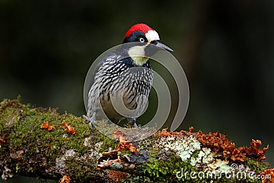 Acorn Woodpecker, Melanerpes formicivorus. Beautiful bird sitting on the green mossy branch in habitat, Costa Rica. Birdwatching Stock Photo