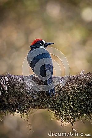 Acorn woodpecker, Melanerpes formicivorus Stock Photo