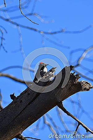 Broken bough wood pecker Stock Photo