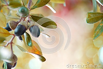 Acorns Stock Photo