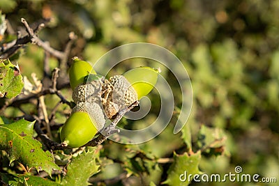 Acorns growing on the branches of a young wild oak Stock Photo